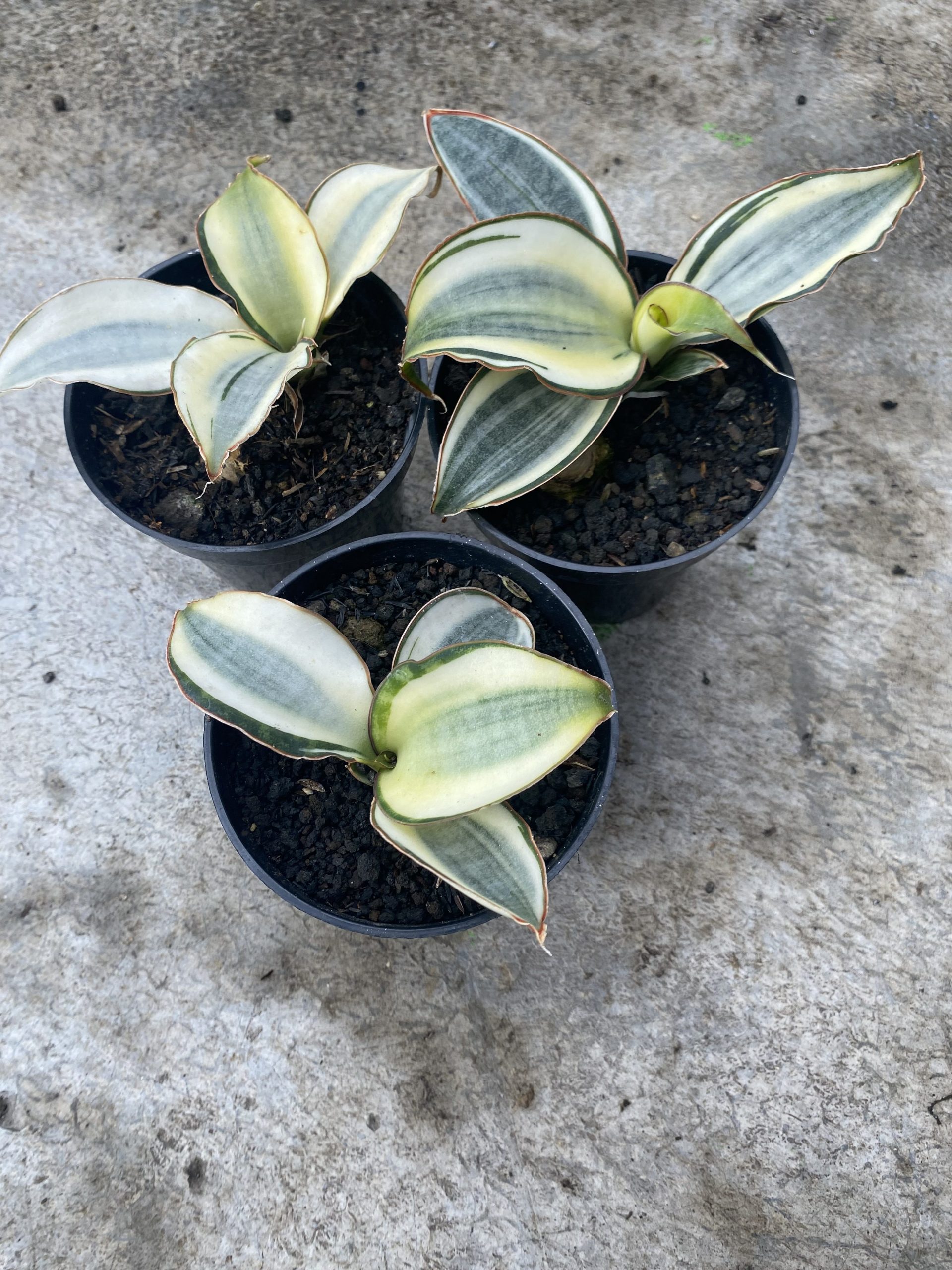 1522. Sansevieria Masoniana Aurea White Variegated Rosettete Size 12 Cm - Image 2