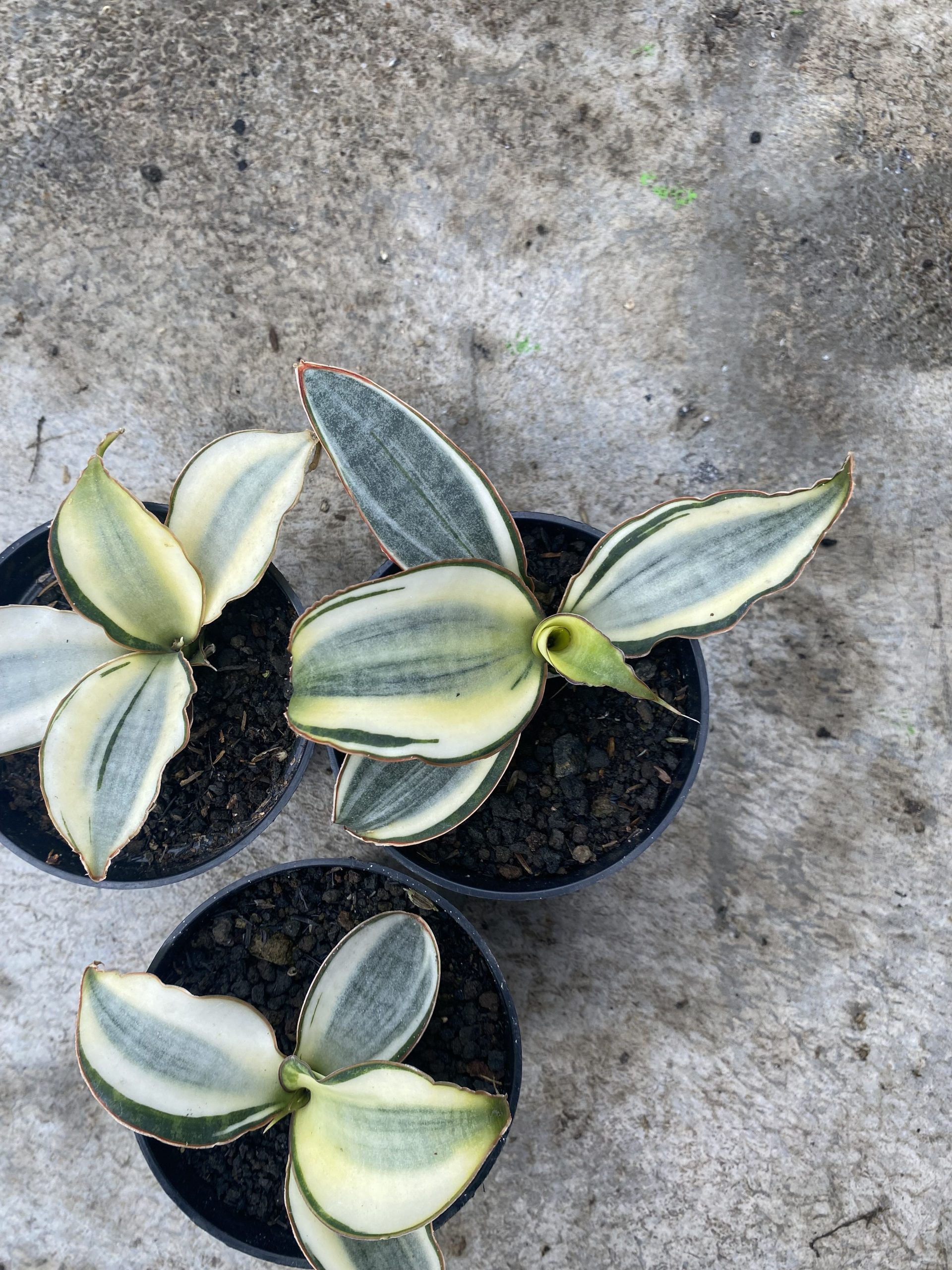 1522. Sansevieria Masoniana Aurea White Variegated Rosettete Size 12 Cm - Image 4