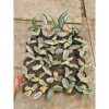 1571. Sansevieria Masoniana Aurea White Variegated Rosettete Size 10 Cm