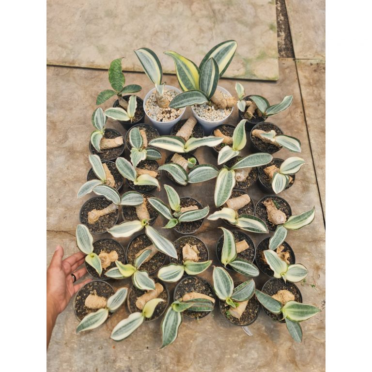 1571. Sansevieria Masoniana Aurea White Variegated Rosettete Size 10 Cm