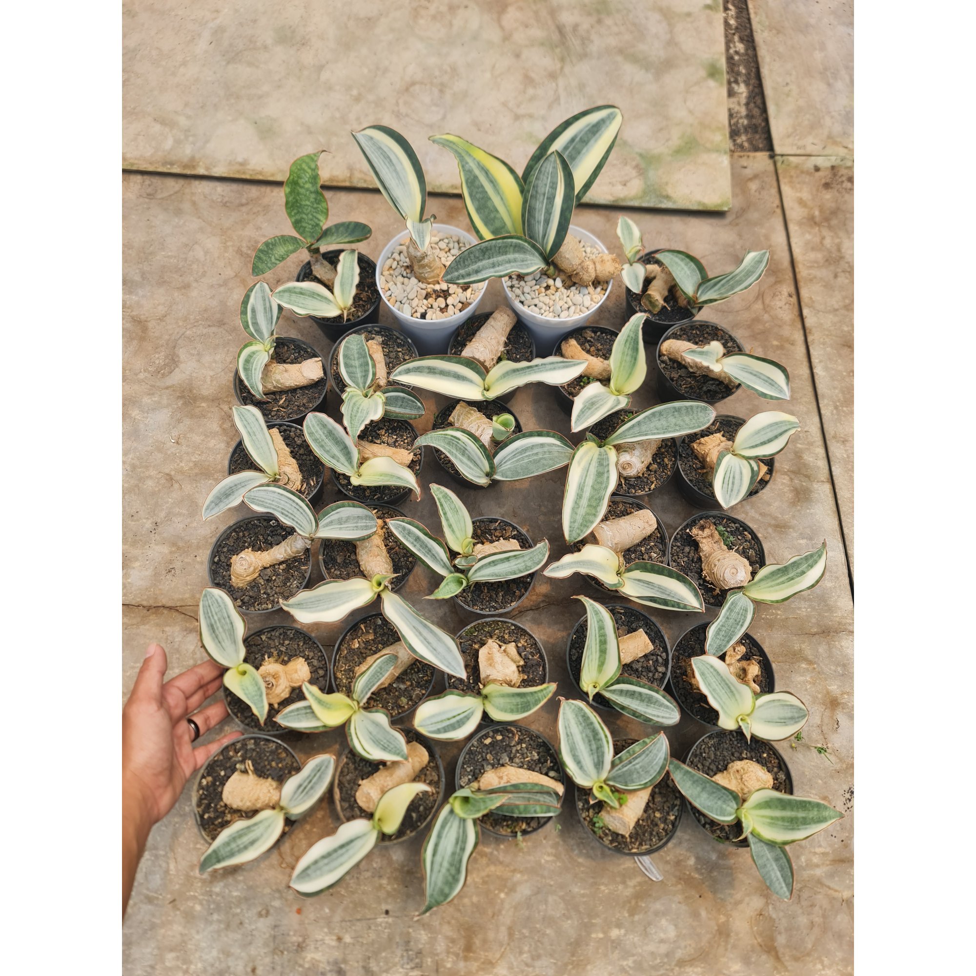 1571. Sansevieria Masoniana Aurea White Variegated Rosettete Size 10 Cm