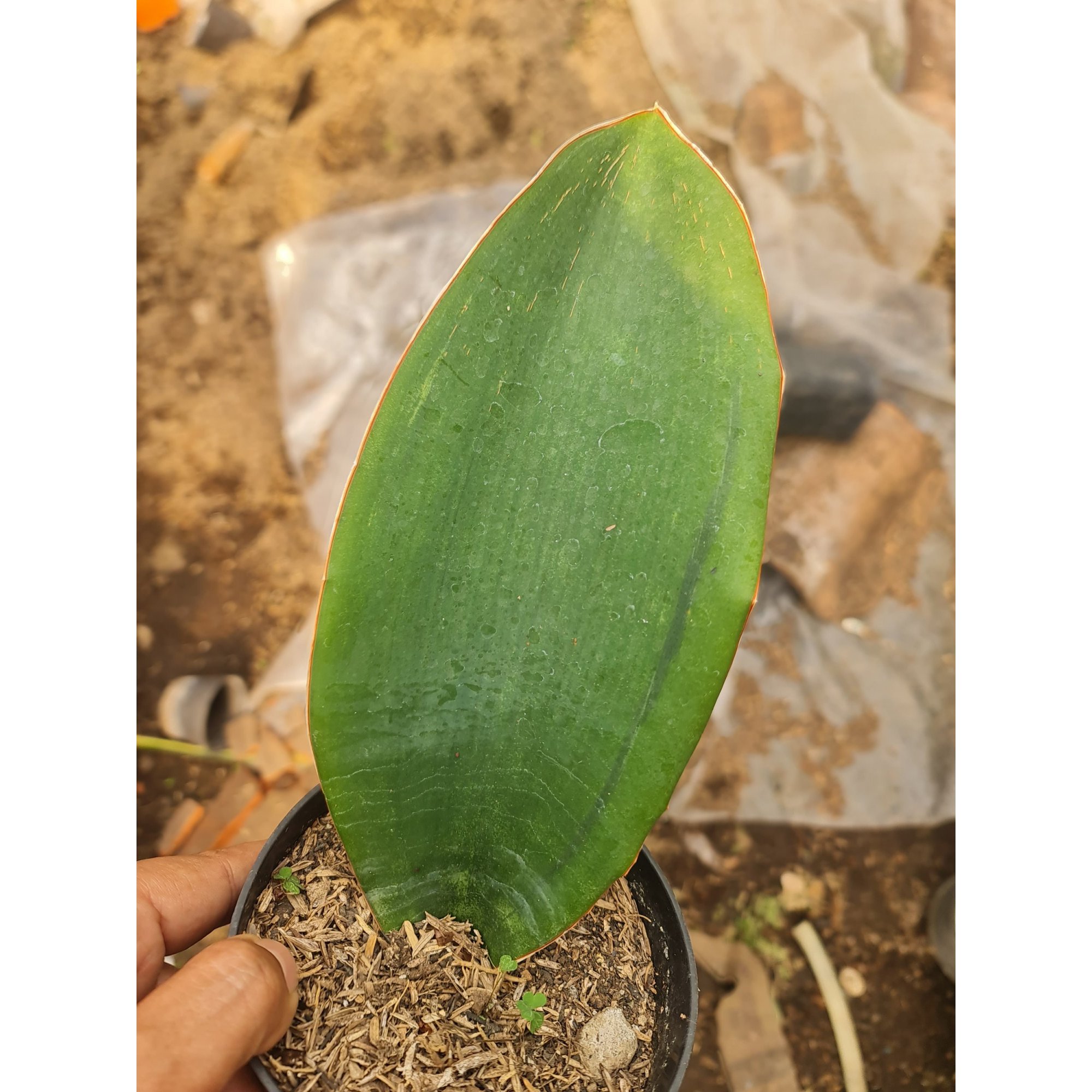 2281. Sansevieria Masoniana Black