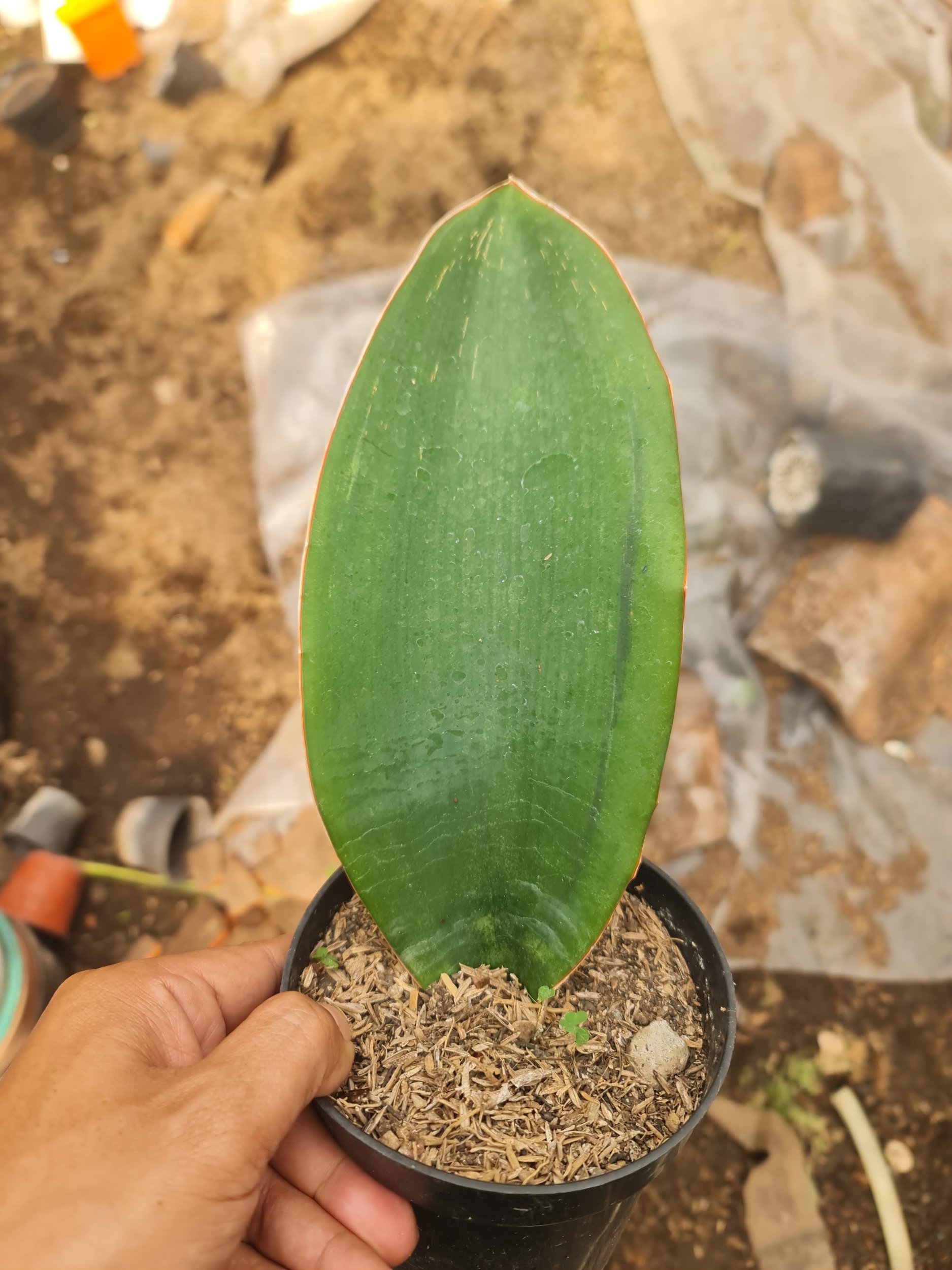 2281. Sansevieria Masoniana Black - Image 2