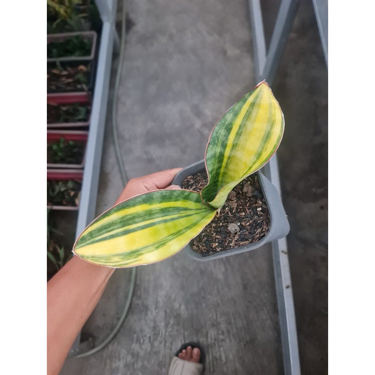 1966. Sansevieria Masoniana Bowl Variegated 2 Leaf