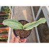 1503. Sansevieria Masoniana Bruda Hybrid