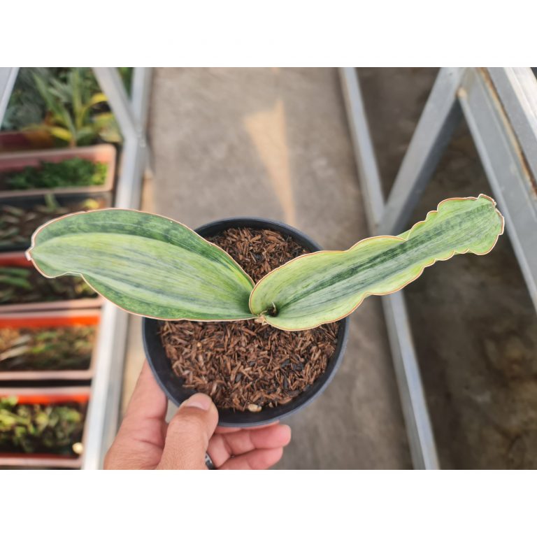 1503. Sansevieria Masoniana Bruda Hybrid