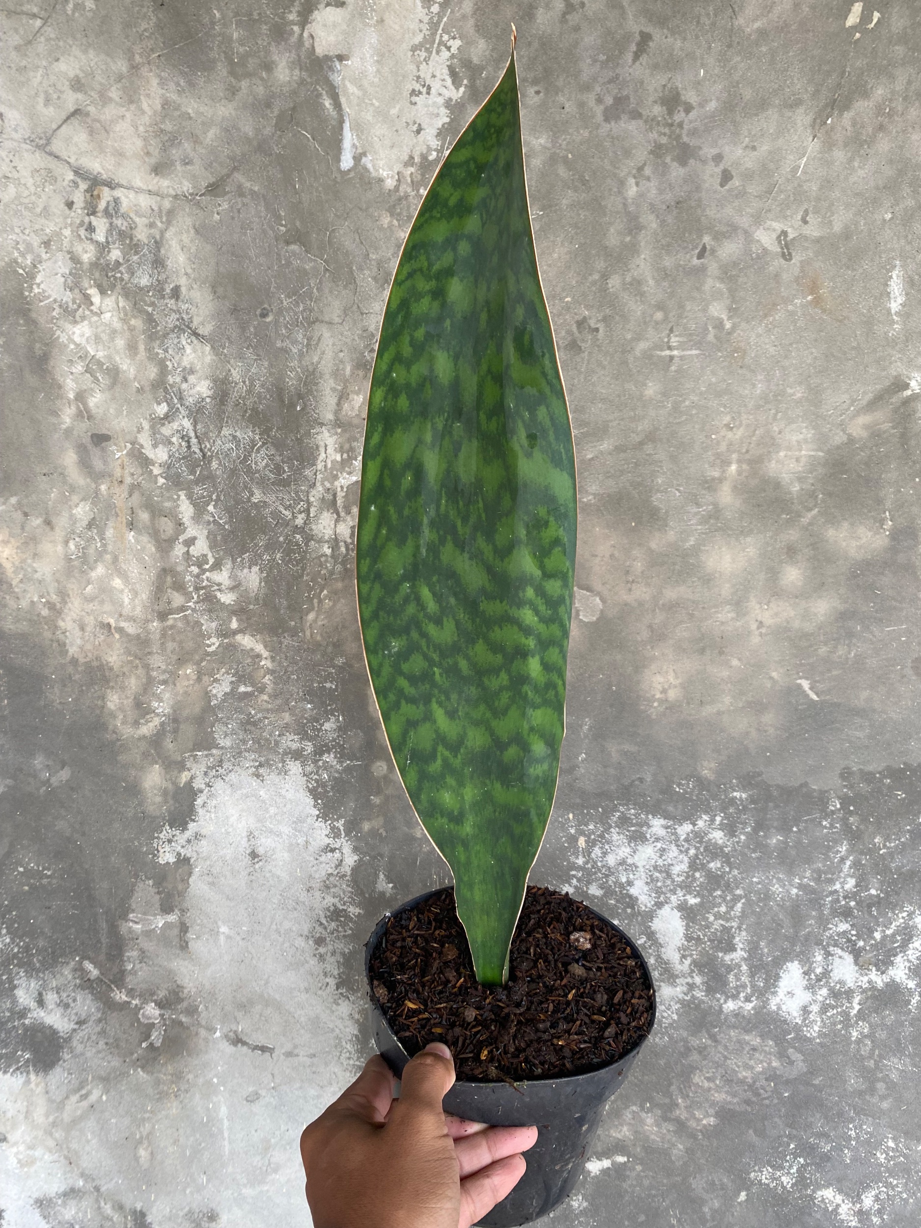 1904. Sansevieria Masoniana Giant Green Army - Image 2