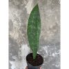 1904. Sansevieria Masoniana Giant Green Army