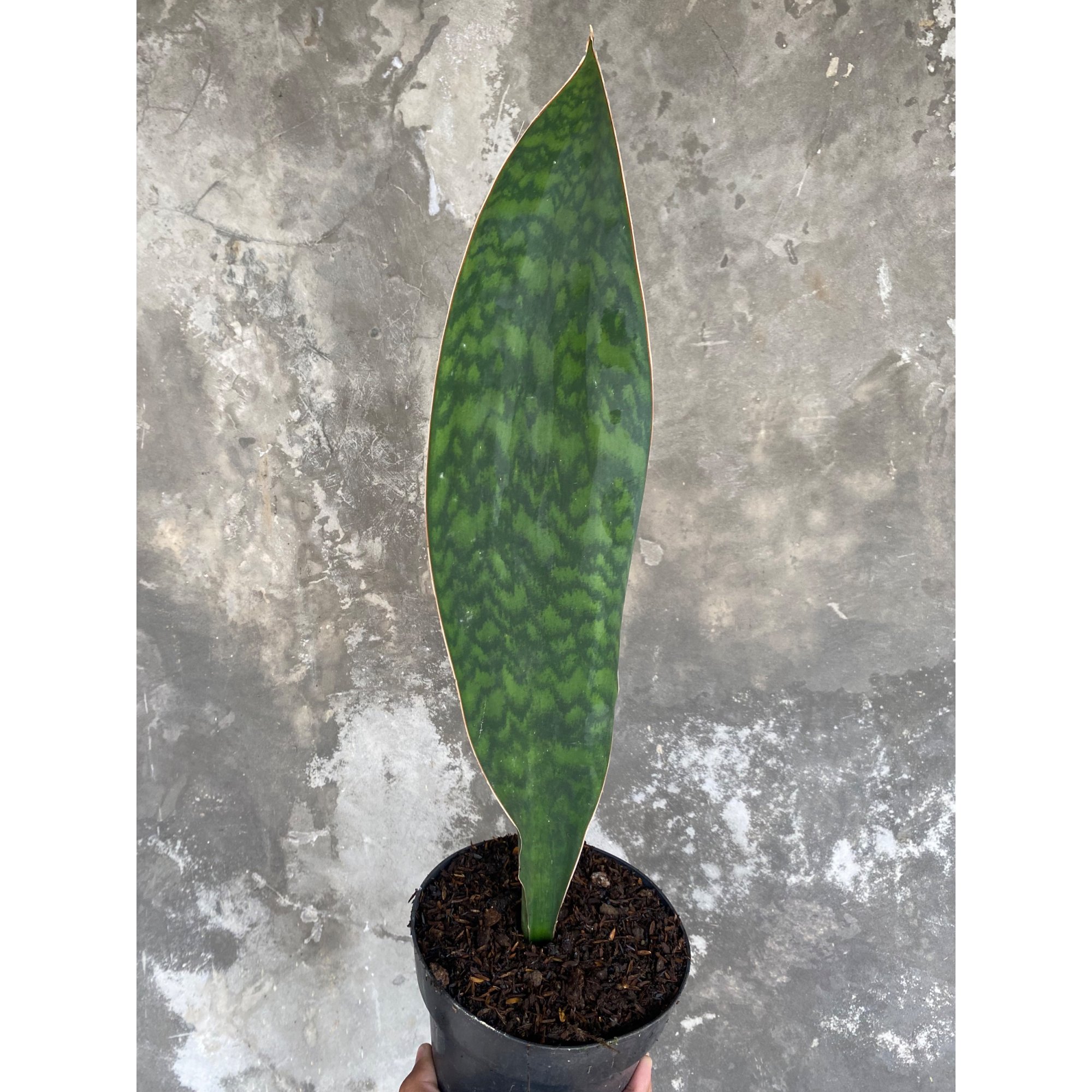 1904. Sansevieria Masoniana Giant Green Army