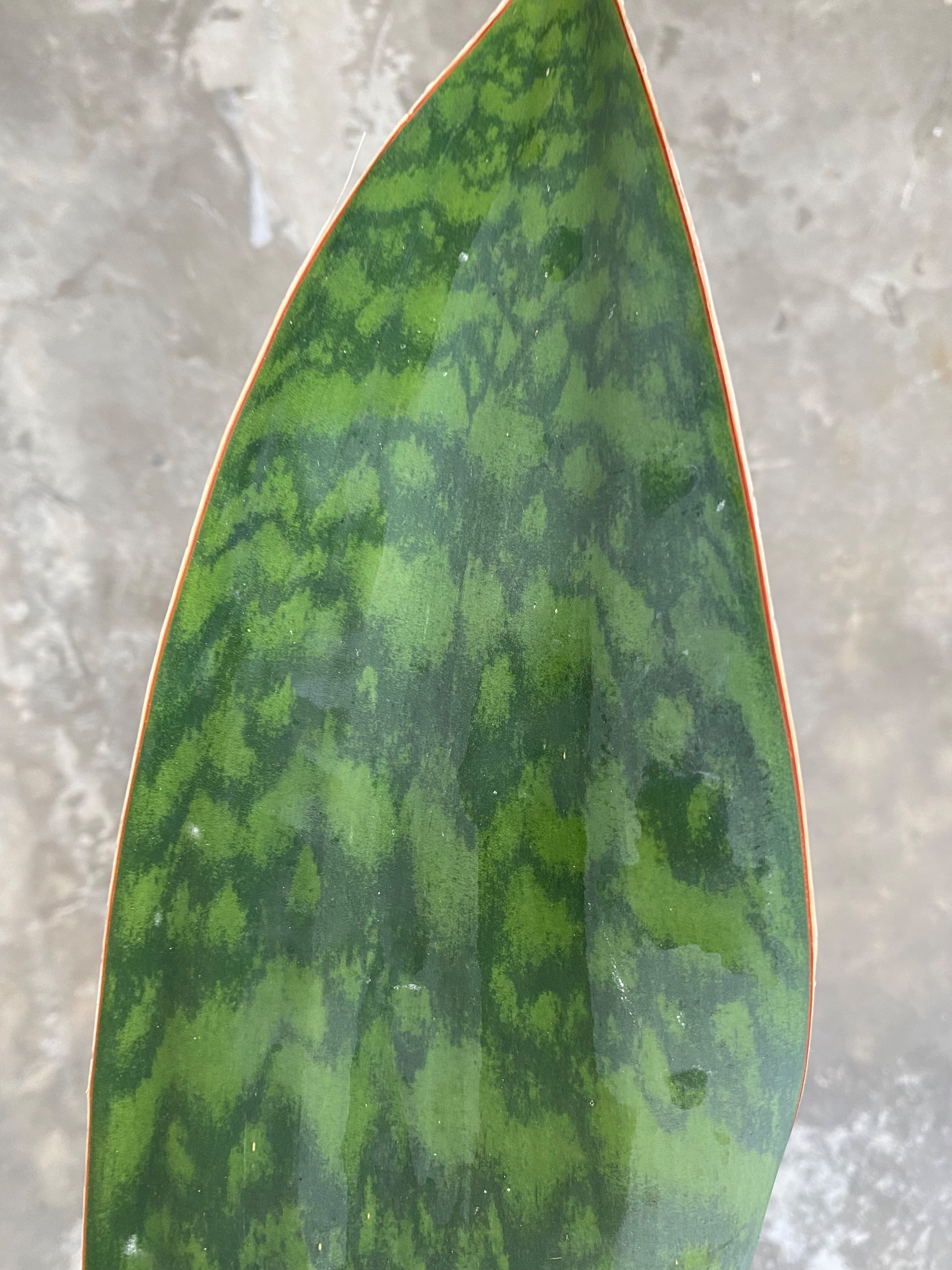 1904. Sansevieria Masoniana Giant Green Army - Image 3