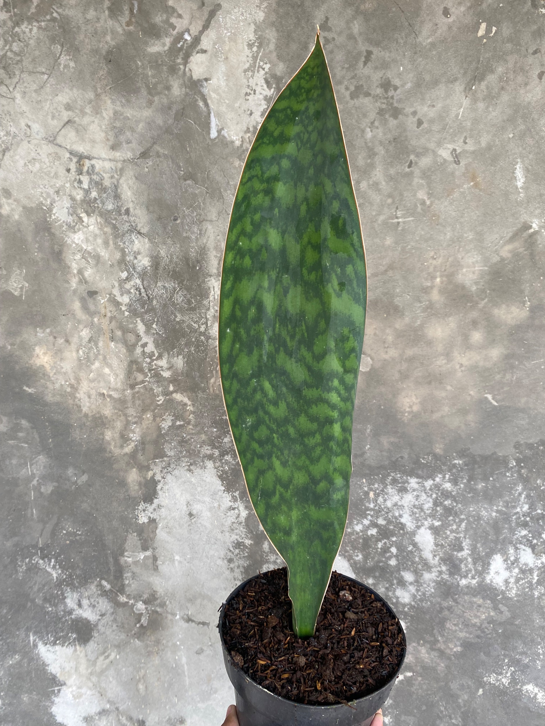 1904. Sansevieria Masoniana Giant Green Army - Image 4
