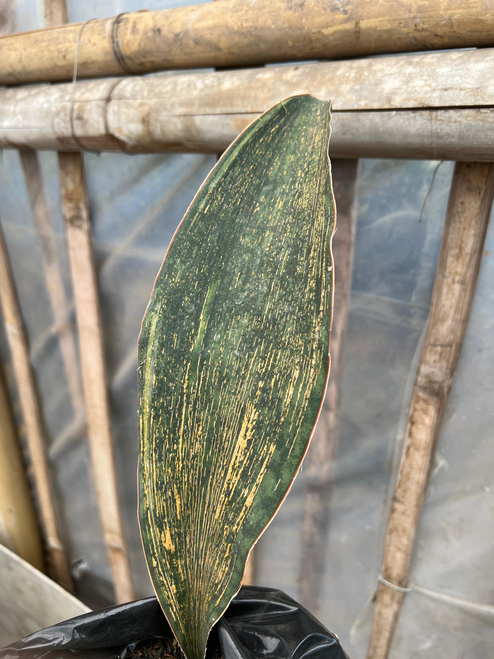 1583. Sansevieria Masoniana Rusty Patterned - Image 3