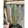 1583. Sansevieria Masoniana Rusty Patterned