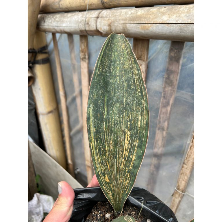 1583. Sansevieria Masoniana Rusty Patterned