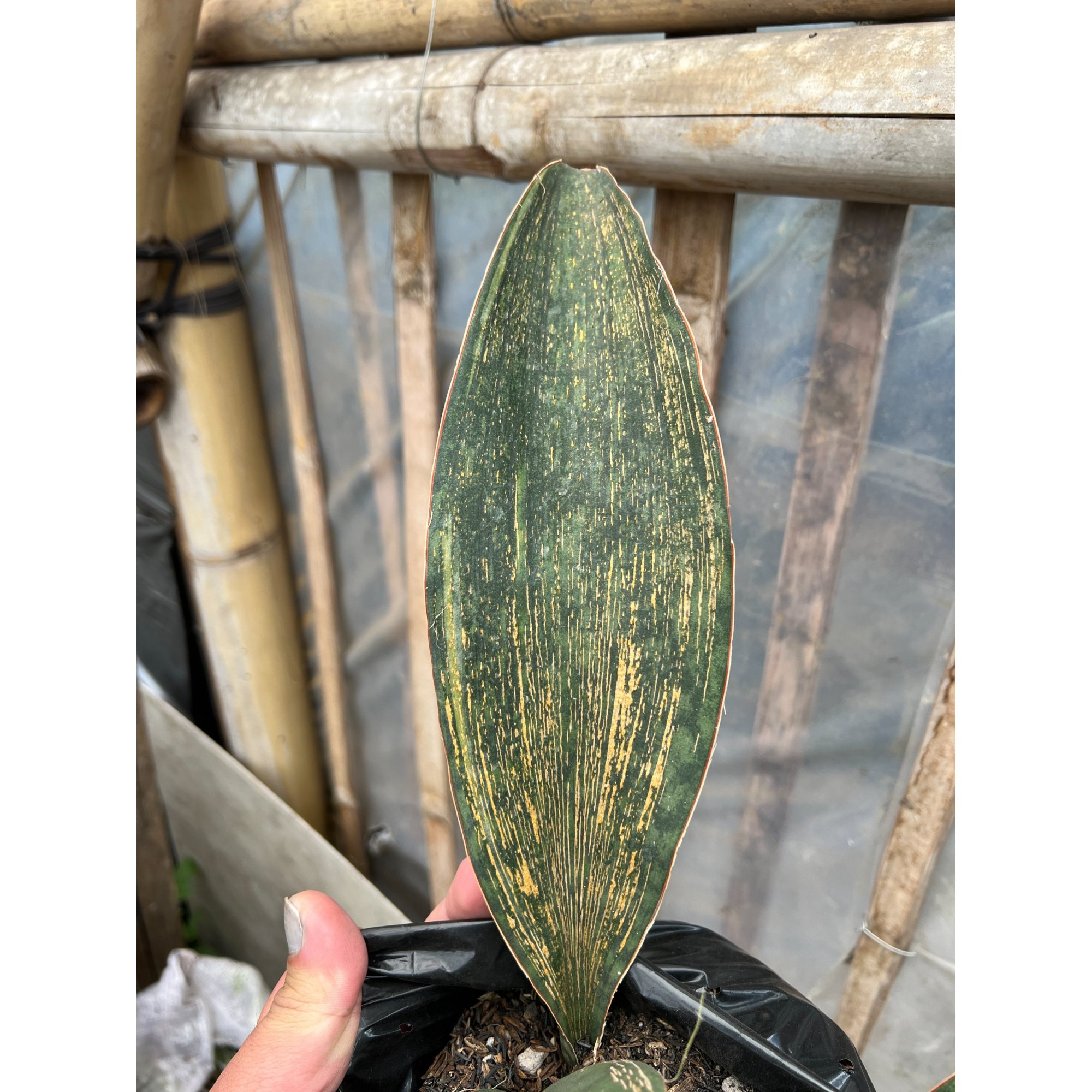 1583. Sansevieria Masoniana Rusty Patterned