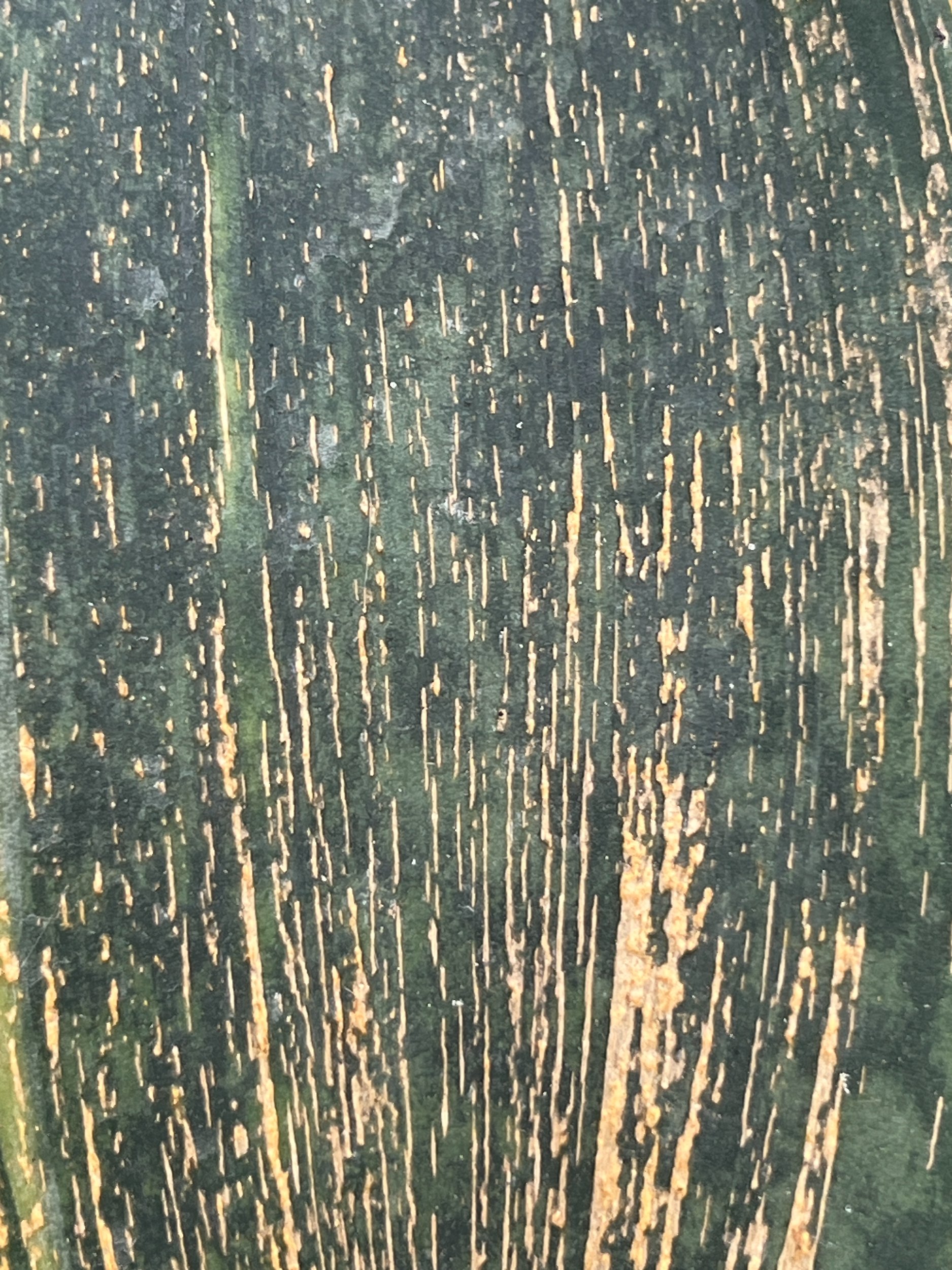 1583. Sansevieria Masoniana Rusty Patterned - Image 15