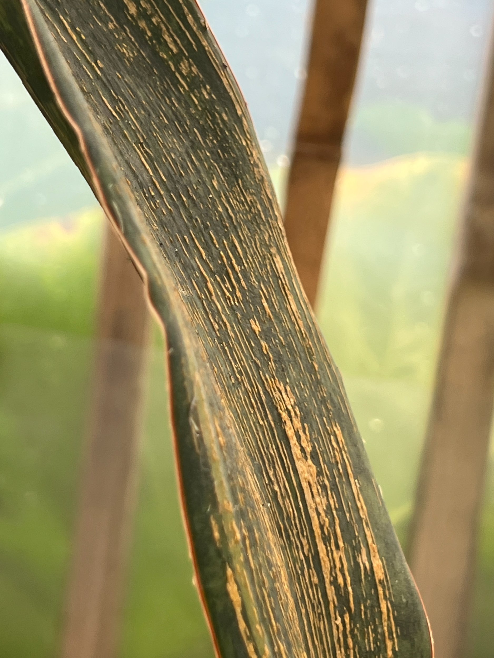 1583. Sansevieria Masoniana Rusty Patterned - Image 16