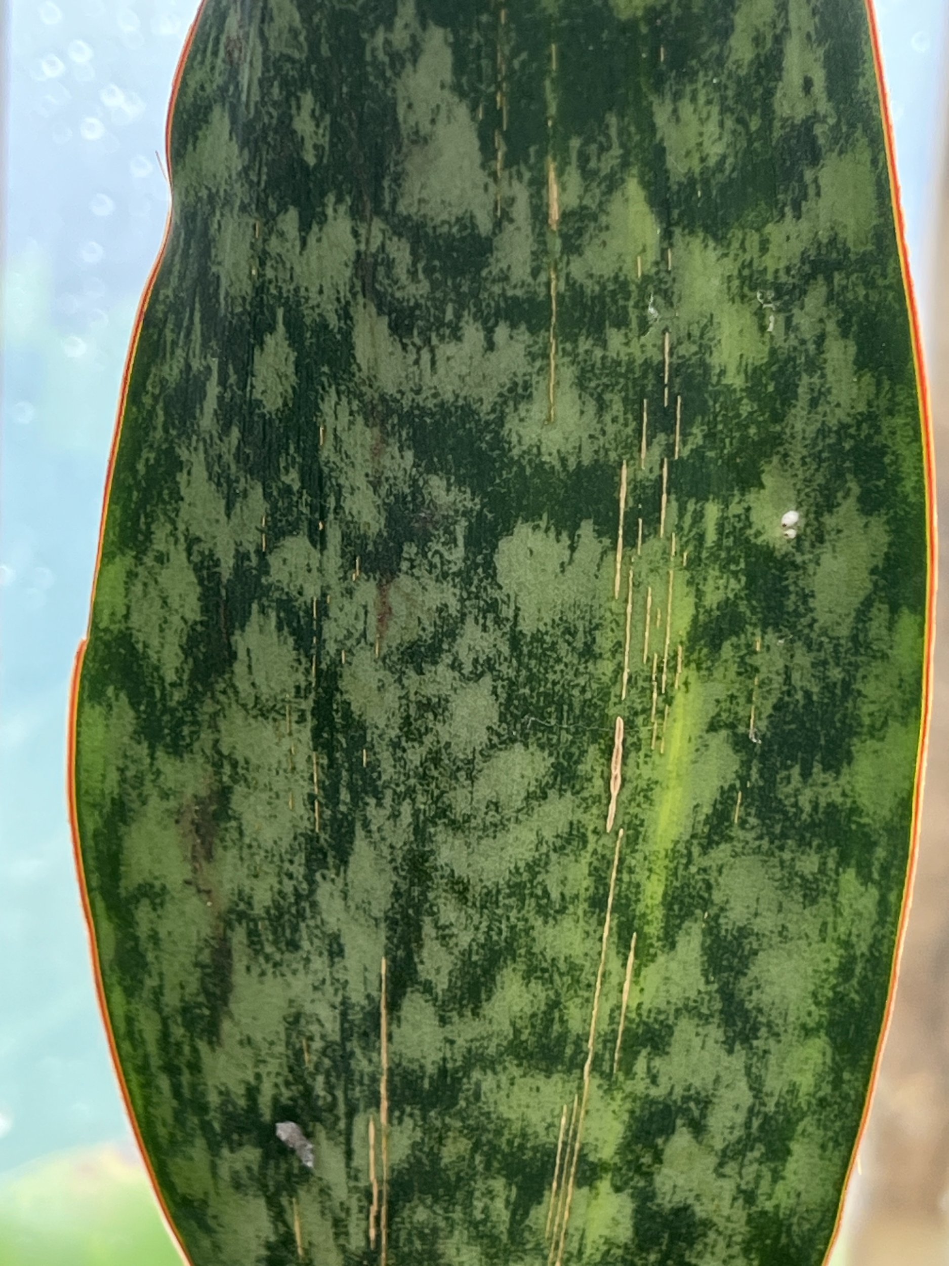 1583. Sansevieria Masoniana Rusty Patterned - Image 17