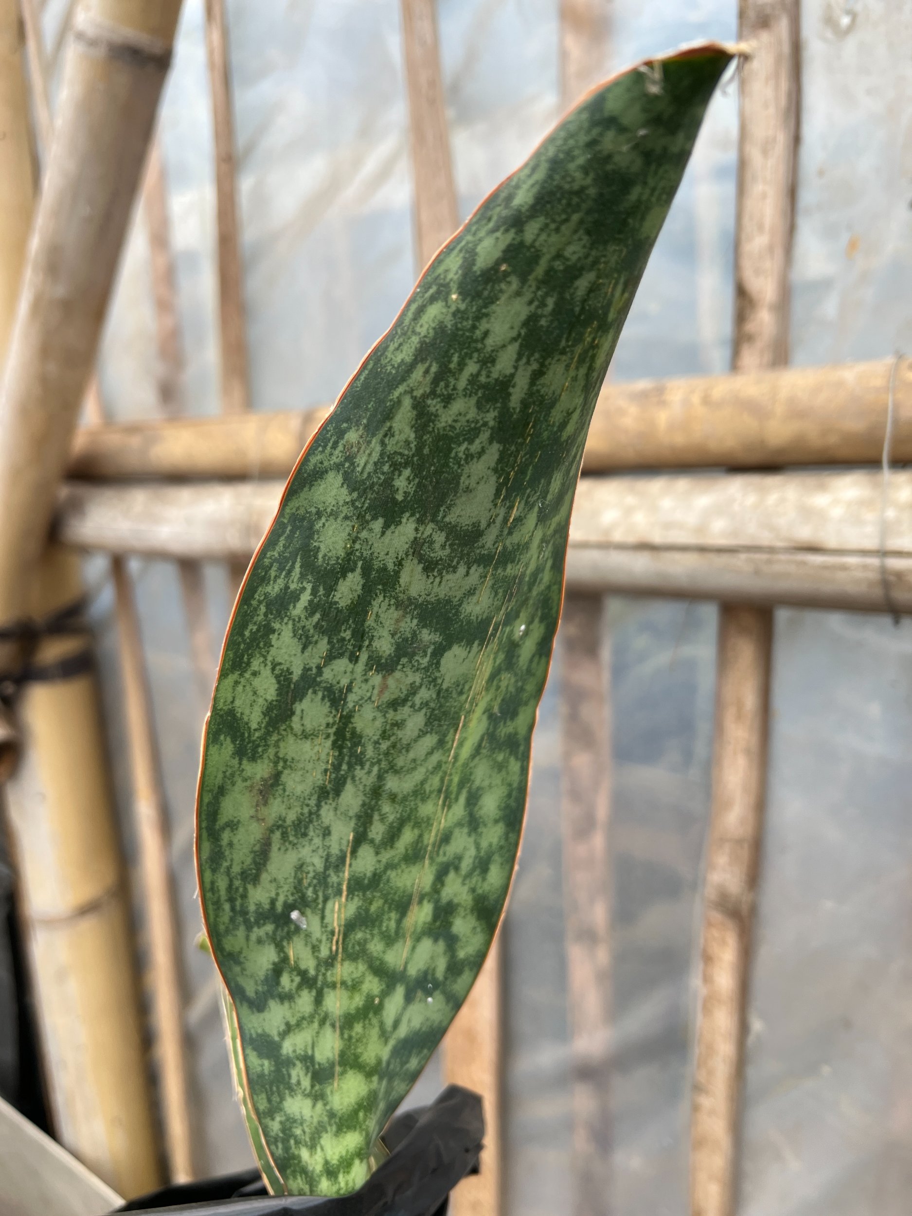 1583. Sansevieria Masoniana Rusty Patterned - Image 5