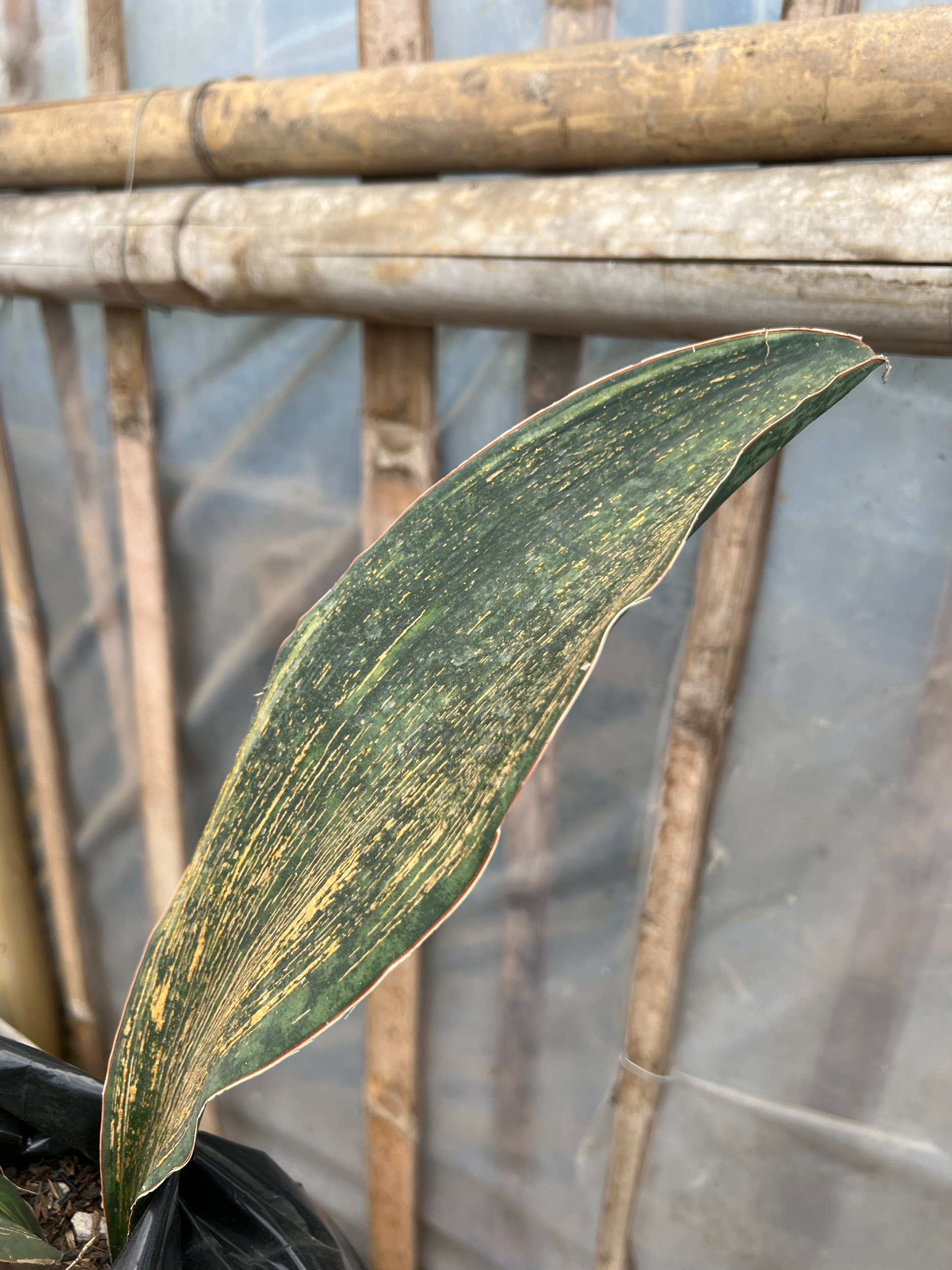1583. Sansevieria Masoniana Rusty Patterned - Image 7