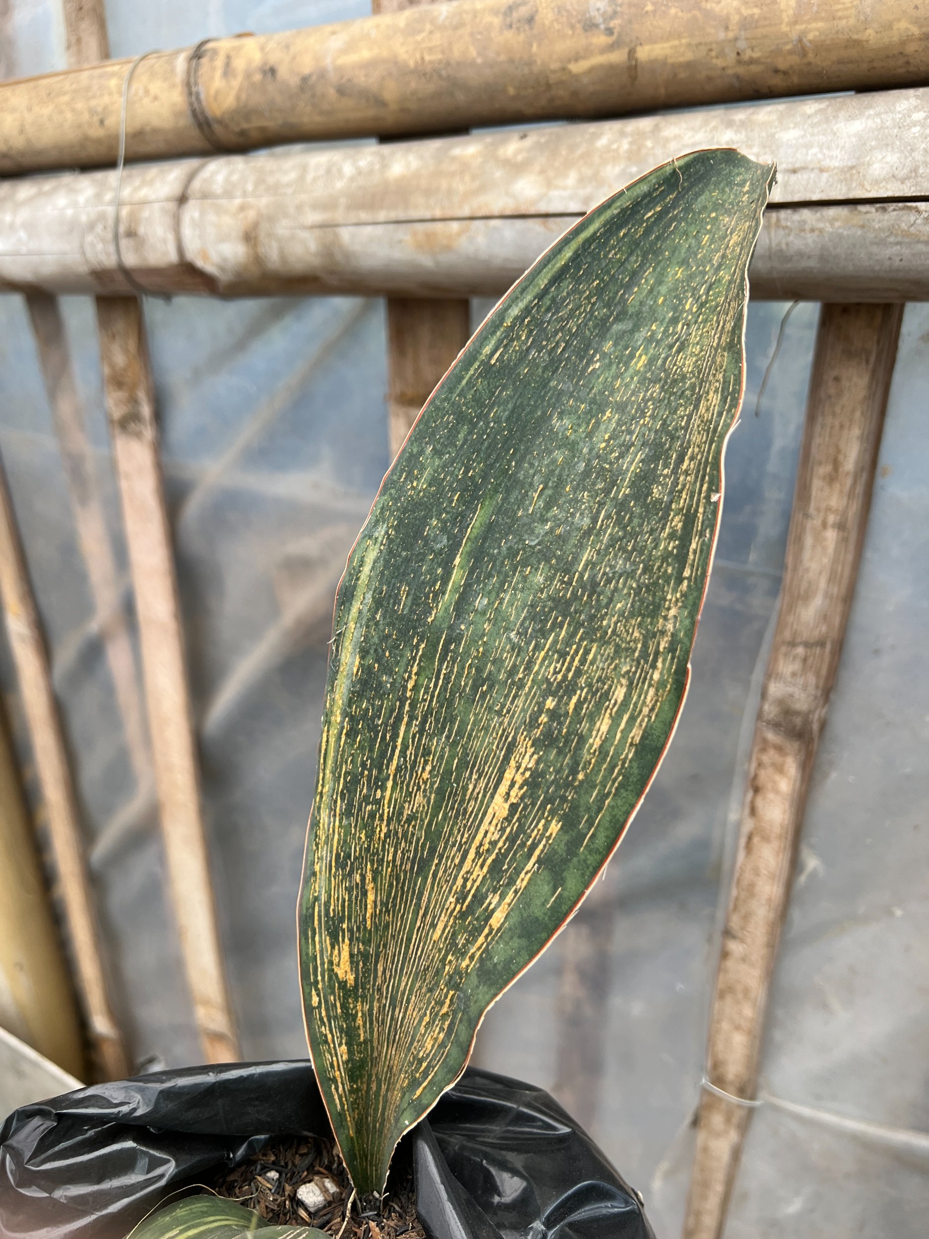 1583. Sansevieria Masoniana Rusty Patterned - Image 9