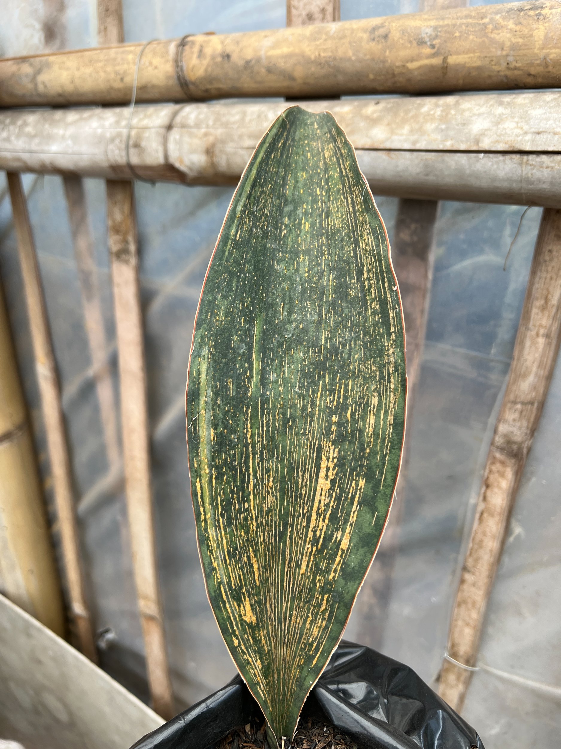 1583. Sansevieria Masoniana Rusty Patterned - Image 10