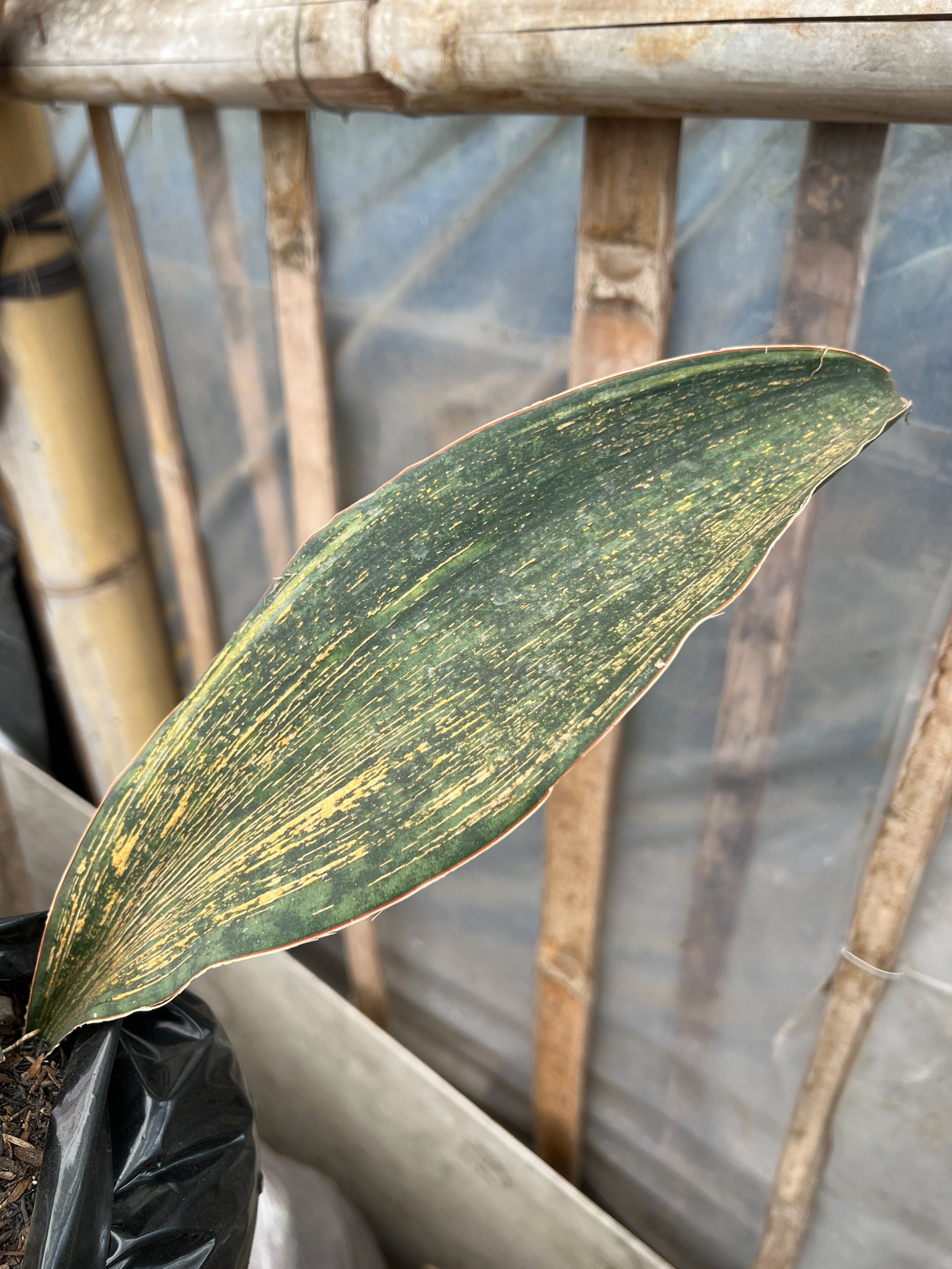 1583. Sansevieria Masoniana Rusty Patterned - Image 11