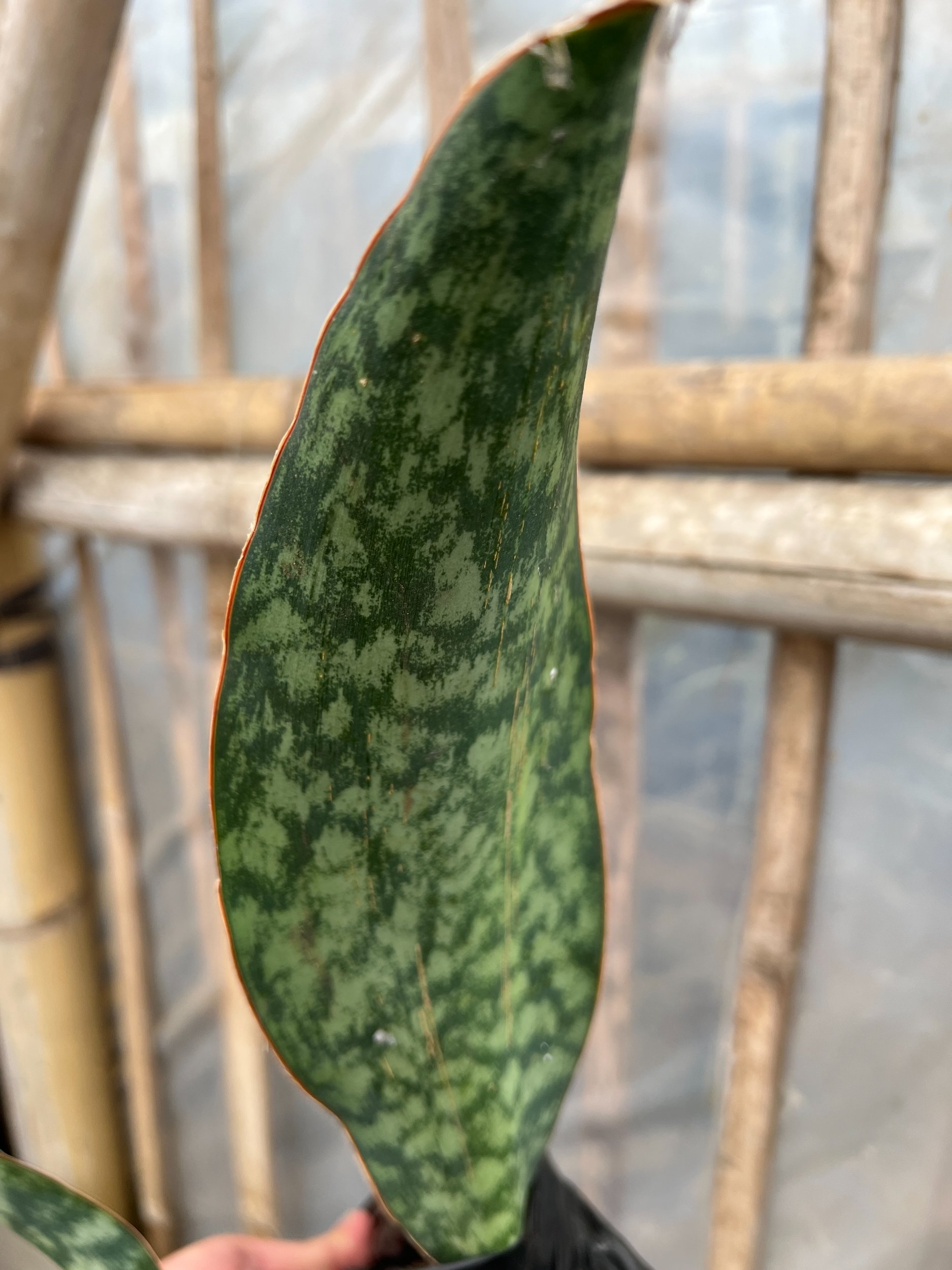 1583. Sansevieria Masoniana Rusty Patterned - Image 12