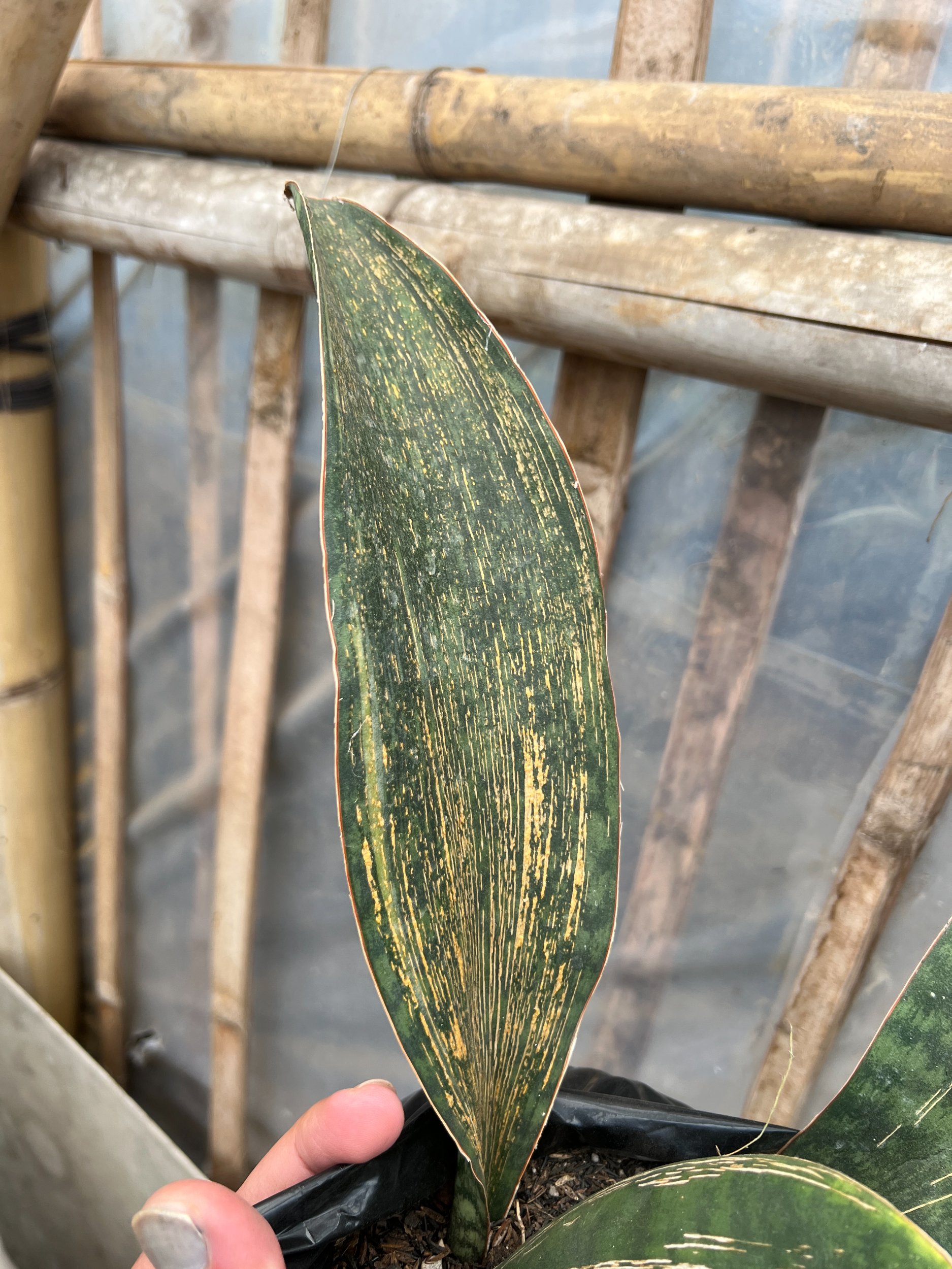 1583. Sansevieria Masoniana Rusty Patterned - Image 13