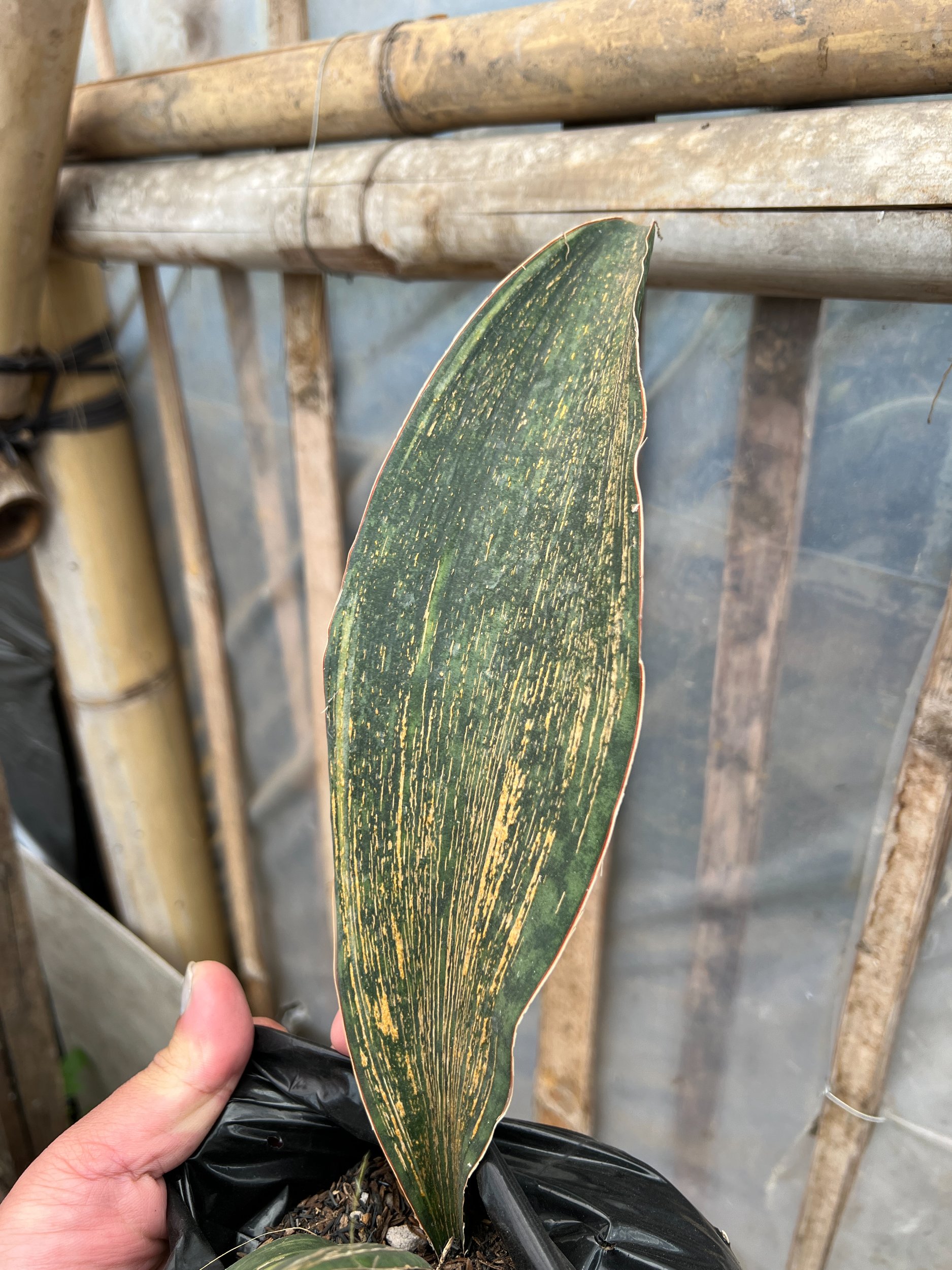 1583. Sansevieria Masoniana Rusty Patterned - Image 14