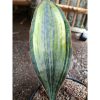 2005. Sansevieria Masoniana Tree Color