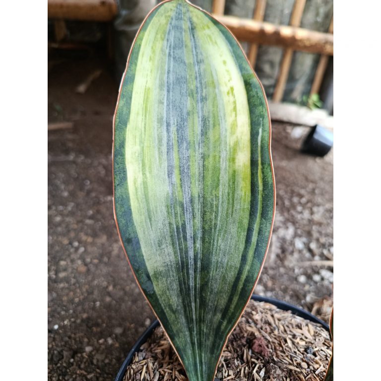 2005. Sansevieria Masoniana Tree Color
