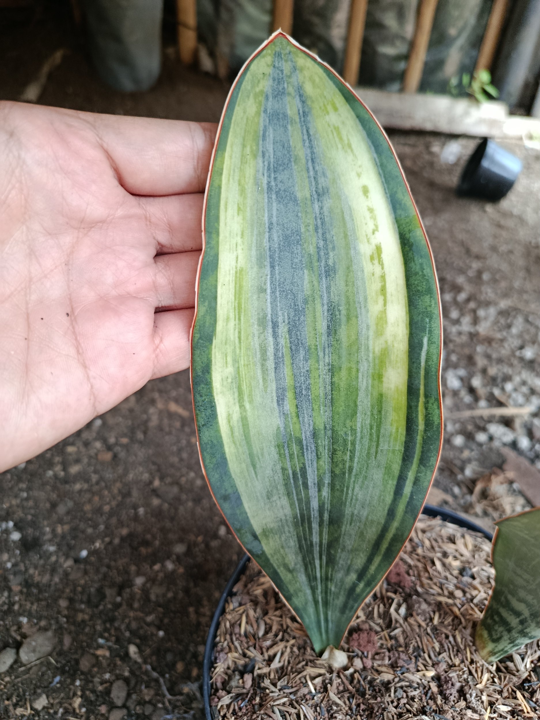 2005. Sansevieria Masoniana Tree Color - Image 2