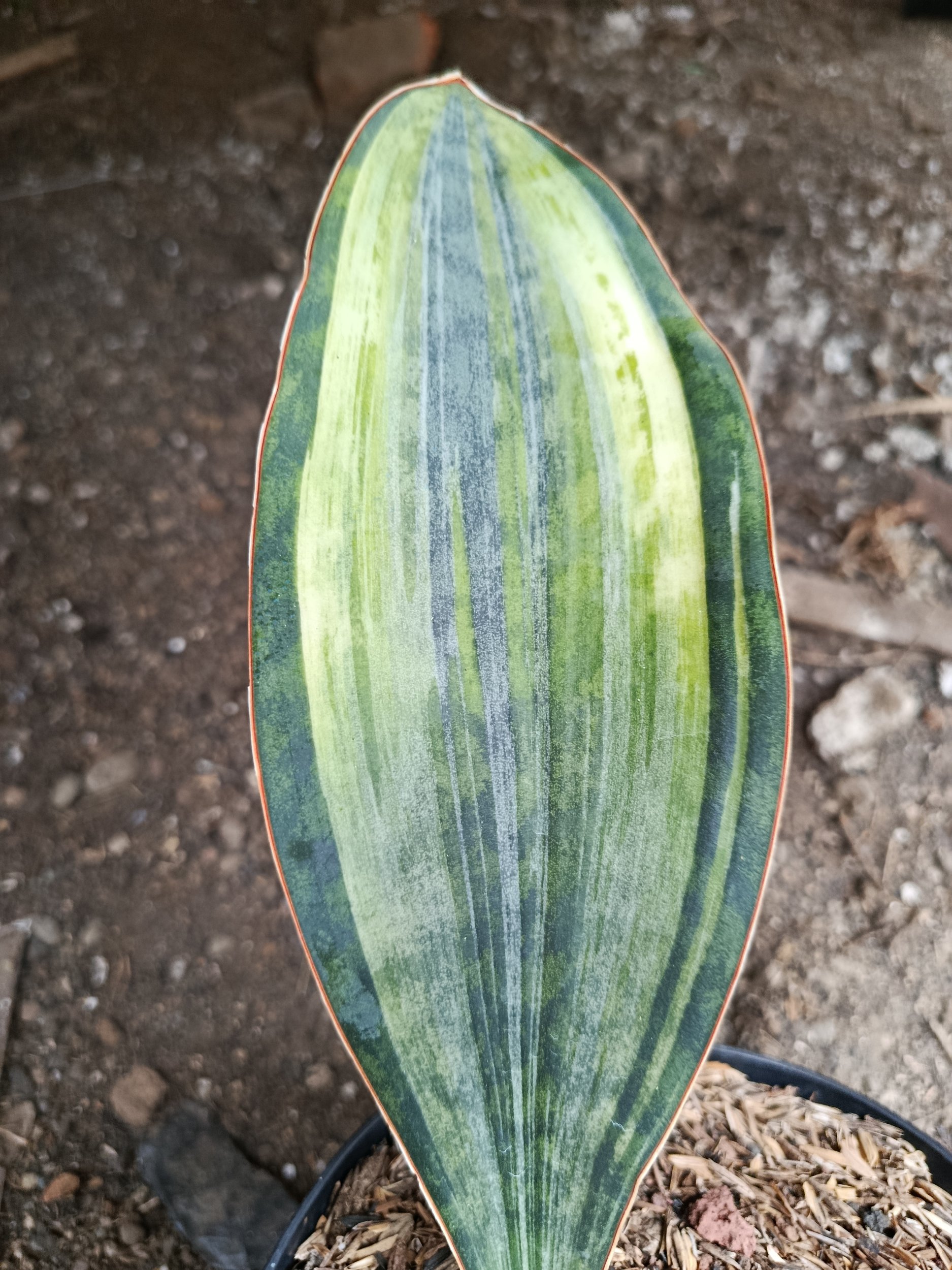 2005. Sansevieria Masoniana Tree Color - Image 3