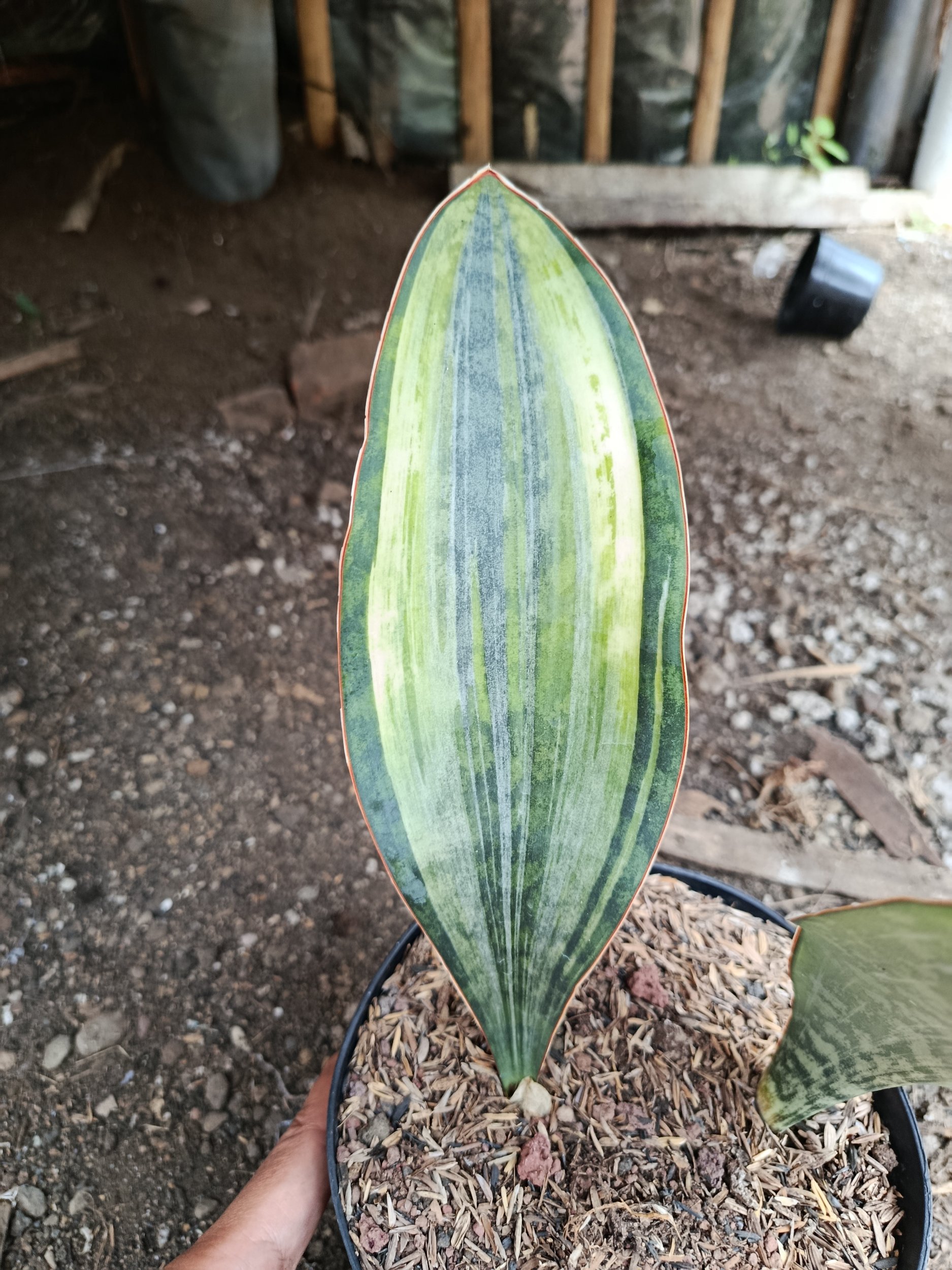 2005. Sansevieria Masoniana Tree Color - Image 4