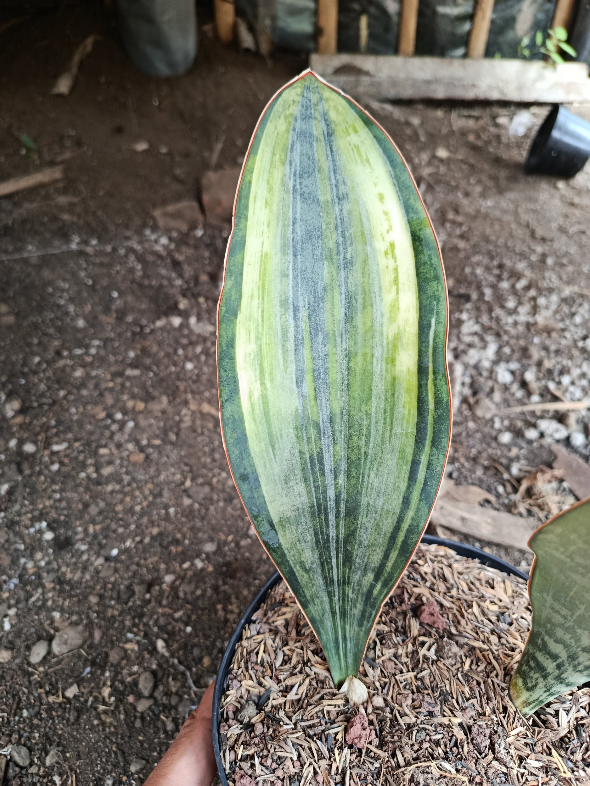 2005. Sansevieria Masoniana Tree Color - Image 5