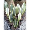 1934. Sansevieria Masoniana Variegated 10pcs