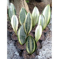 1934. Sansevieria Masoniana Variegated 10pcs