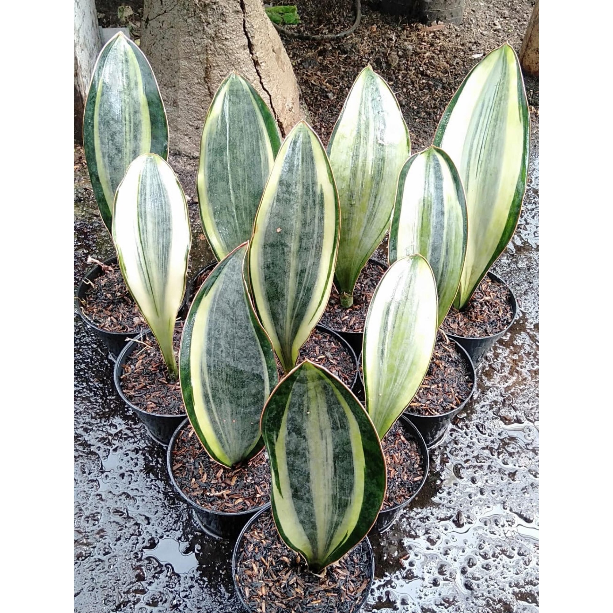 1934. Sansevieria Masoniana Variegated 10pcs