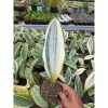 1942. Sansevieria Masoniana Variegated