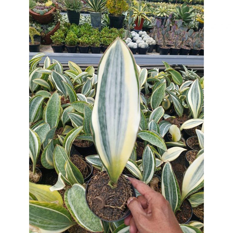 1942. Sansevieria Masoniana Variegated