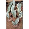 2228. Sansevieria Masoniana Varigated 10 Pcs