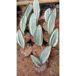 2228. Sansevieria Masoniana Varigated 10 Pcs