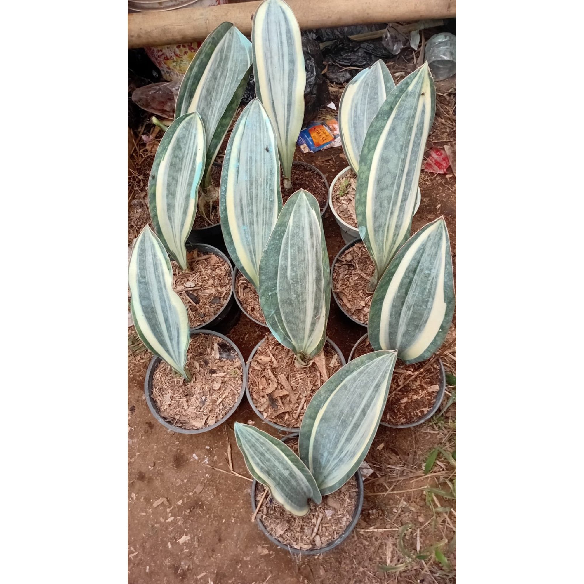 2228. Sansevieria Masoniana Varigated 10 Pcs