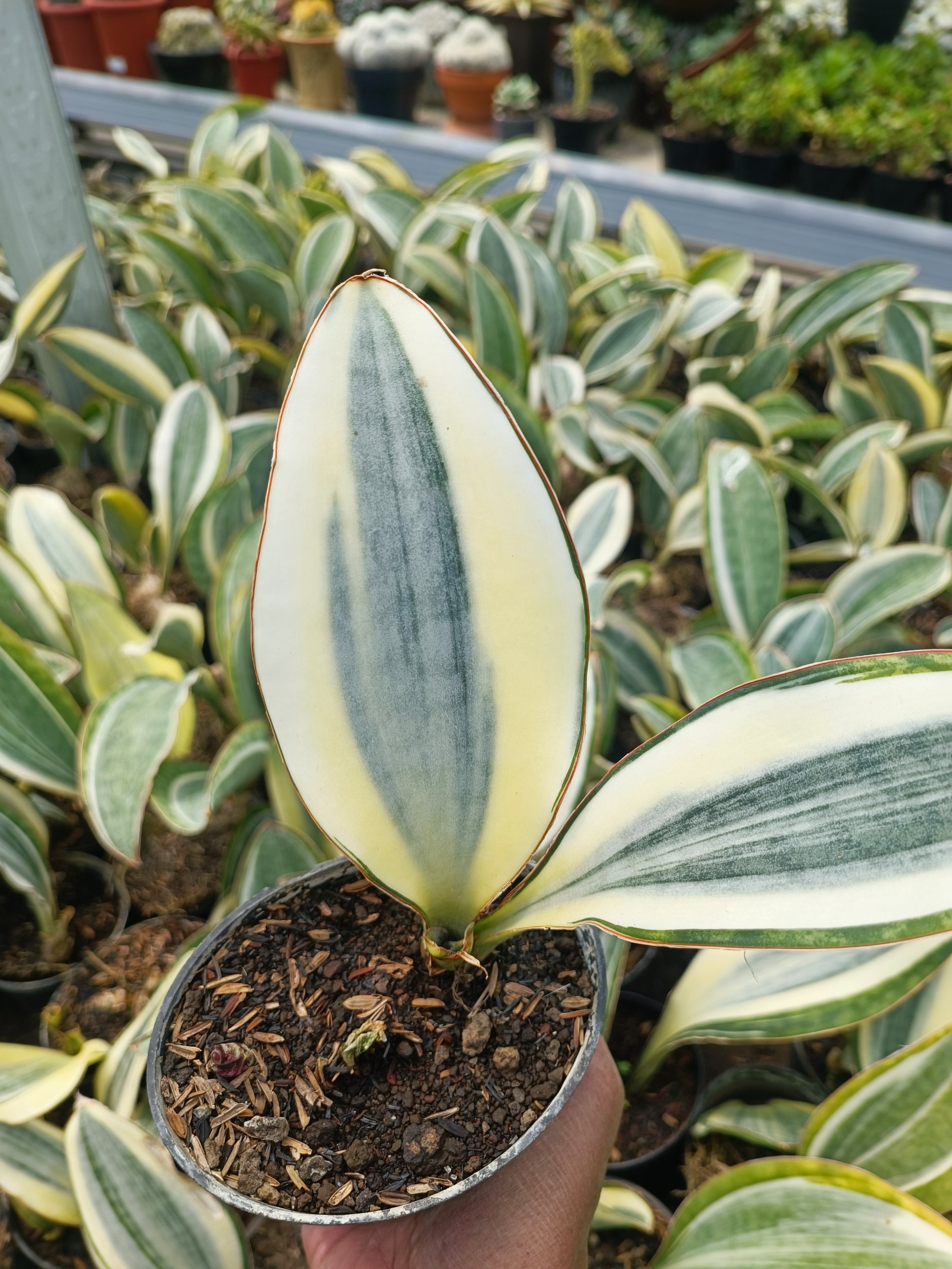 1942. Sansevieria Masoniana Variegated - Image 2