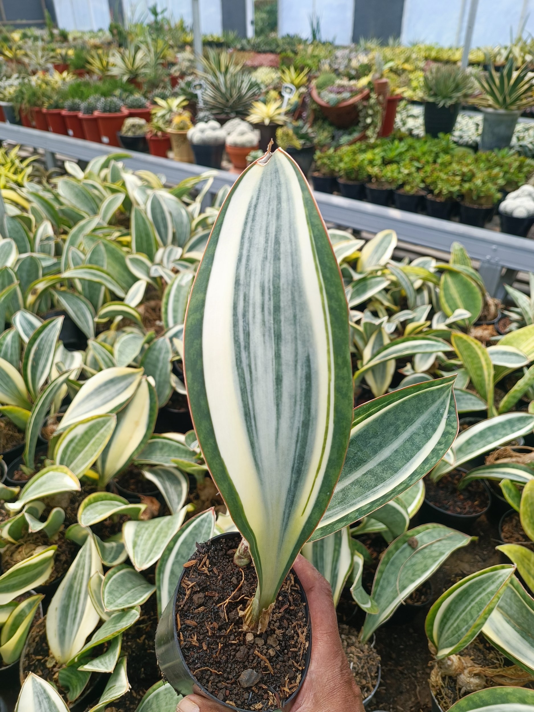 1942. Sansevieria Masoniana Variegated - Image 3