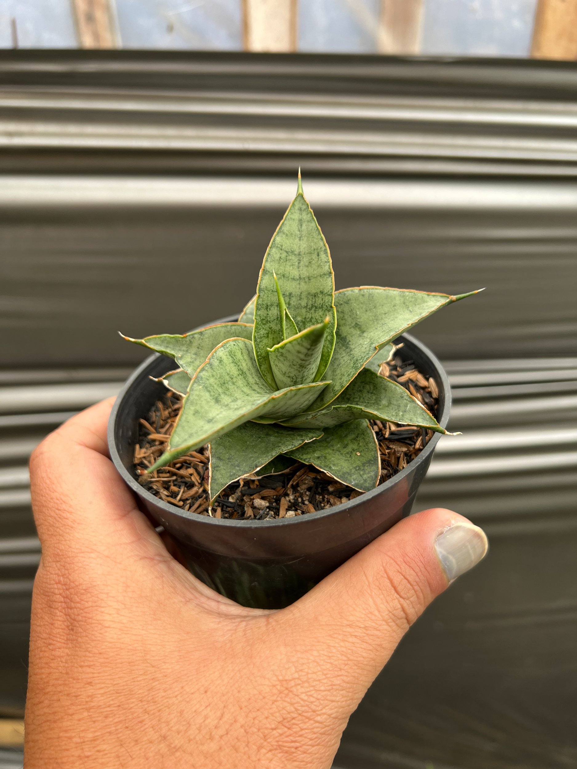 1612. Sansevieria Mela - Image 3