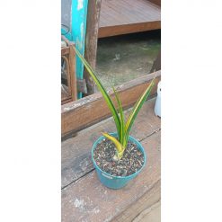 2036. Sansevieria Midhnight Vountain Yellow Variegated