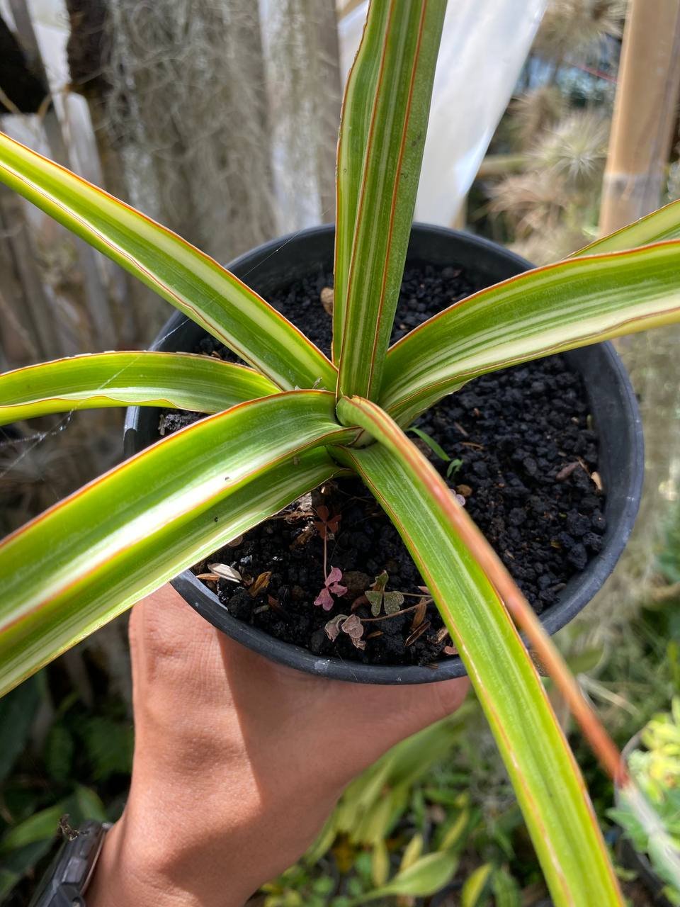 1626. Sansevieria Midnight Fountain Variegated size 30 cm - Image 2
