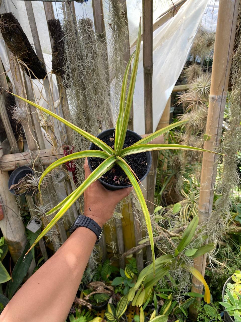 1626. Sansevieria Midnight Fountain Variegated size 30 cm - Image 3